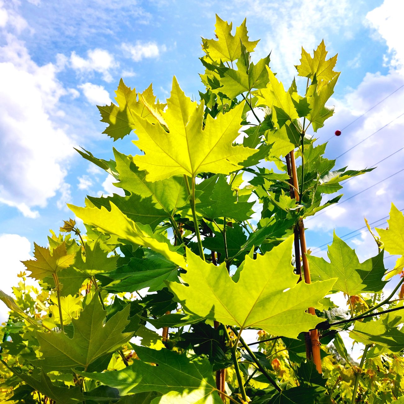 Obrázok Platan javorolistý (Platanus x acerifolia) - výška 160-180 cm, kont. C10L
